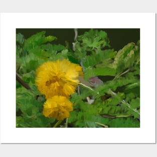 Acacia farnesiana or Kolū in Hawaiian Posters and Art